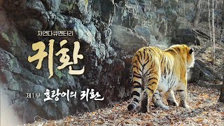 🐅 Return | The Territory of the Tiger | 2023 EBS Nature Documentary