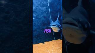 pangasius  fish  originated from Vietnam #quizchannel #ytshorts #freshwaterfish #fishhub