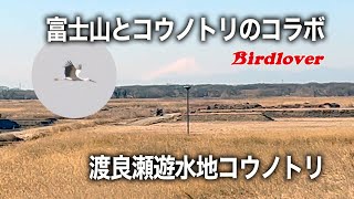 2022年2月26日抱卵開始の頃、富士山とコウノトリのコラボ・/ Oriental stork