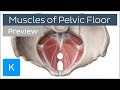 Muscles of the pelvic floor (preview) - Human Anatomy | Kenhub