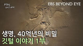 생명 40억년의 비밀 ㅣ깃털이야기 1부ㅣ The Secret Life of 4 Billion Years. Feathers Part 1