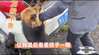 20200818(1) — Dog Rescue小奶狗被领养了，狗妈妈从核心区穿越隔离区，只为看狗狗最后一眼