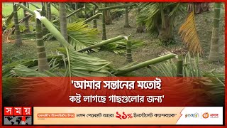 চাঁদা না দেয়ার প্রতিশোধ, ২১৫টি গাছ কেটে অর্ধেক ! | Gazipur News | Betel Nut Tree | Somoy TV