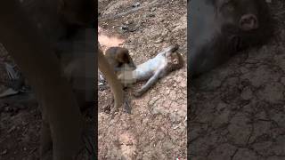 Monkey Help His Bachelor Friend To Do Massage. #animals #動物