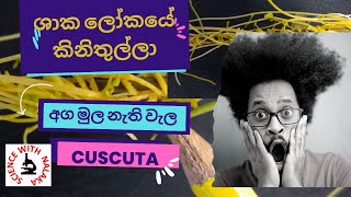 ශාක ලෝකයේ කිණිතුල්ලා අග මුල නැති වැල Dodder Plant(Cuscuta)