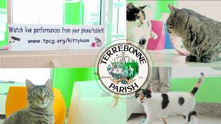 Terrebonne Parish Animal Shelter Kitty Kam
