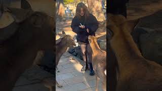 沢山の鹿と遊ぶ外国人観光客🫎NARA  PARK▶️クリックでロングバージョンに移ります