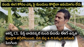 బీరలో పండు ఈగ కోసం ఎన్ని పై మందులు కొట్టినా ఉపయోగం లేదు. ఈ పేస్ట్ వాడినప్పటి నుండి  పండు ఈగ కనపడలేదు