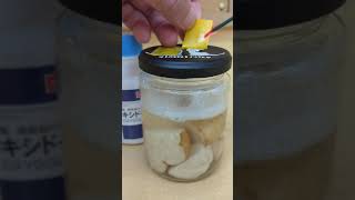 酸素の発生（じゃがいもとオキシドール）get oxygen from hydrogen peroxide water and potato　#shorts #実験  #science #科学