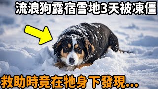 流浪狗露宿雪地3天3夜，凍成冰塊也不肯走，路人救助卻在他懷裡發現...#淚目 #母愛 #狗狗 #流浪狗 #萌寵 #毛孩 #自然觀察日記