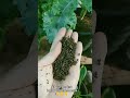 การบำรุงผักเคลใบหยิกให้สวย ด้วยสารอาหารที่สำคัญ shortvideo garden