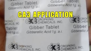 EP-60 First Application ng GA3 sa Ubas Para Maging Seedless