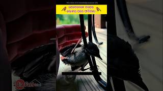 ଲୋକଟି ତା ଘରେ କାହାକୁ ପାଇଲା | fact in odia #fact #birds #viralshort #viralreels #shorts