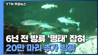 6년 전 방류한 '명태' 잡혀...20만 마리 추가 방류 / YTN