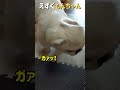 えずくもんちゃん ペキニーズ 犬 dog short