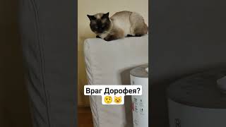 Это враг кота!!😳🤨😺 #блогер #животные #кот #юмор