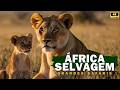 Wild Africa, Great Safaris!** #serengeti #maasaimara #okavango #animals #documentary #wildlife