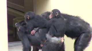 リュウ家族 チンパンジー 58 Chimpanzee Ryu family groups