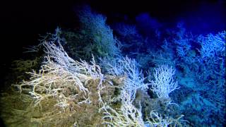 5th International Symposium on Deep-Sea Corals