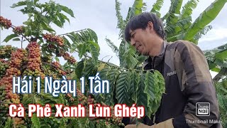 Vườn cà phê xanh lùn ghép hãm ngọn, gặp cao thủ hái 1 ngày 1 tấn cà tươi.