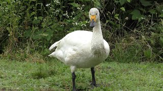 【暑さに負けない白鳥たち】2021夏を乗り切る瓢湖の白鳥