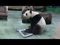 20210507 圓仔搖管葡萄落 樁前用餐吃果果 giant panda yuan zai