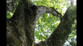 【旅エイター】名木100選の旅『赤岩のトチノキ』　長野県長野市・一人旅