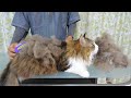 The moment, I got rid of large quantity of Long-haired Boss-cat's fur by use FURminator.