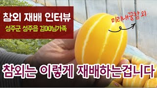 [참외재배] 참외는 이렇게 재배합니다. 성주읍 우수재배 농가 인터뷰,미리내꿀