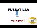 Pulsatilla  -  The Thirsty !