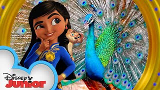 Peacock 🦚 | We're On the Case | Mira, Royal Detective | Disney Junior