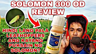 SOLOMON 300 OD || HINDI LANG PALA LEAFHOPPER ANG KAYA PUKSAIN?