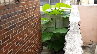 뒷집 구석에 자라는 오동나무(추정) paulownia tree