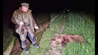 🐻 Pri medveďoch Tomáš Taraba a spol., ale aj opozícia „zabudli“ na kľúčový faktor | Aktuality