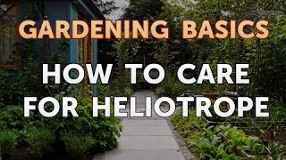 How to Care for Heliotrope