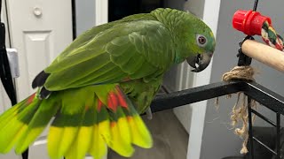 What is doing our Raisona - the Cutesf Amazon parrot 🦜