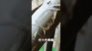 大螞蟻｜不知道是什麼品種的？？