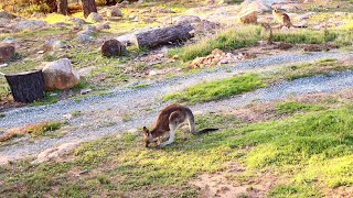 Ep.2 Kangaroos sightseeing in the evening time.