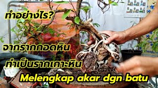 ทำอย่างไร?จากบอนไซรากกอดหินทำเป็นรากเกาะหินbonsai,