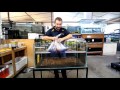 ada aquarium setup step by step guide