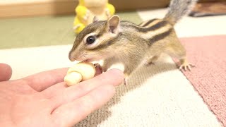 大きな指に小さな手をつくシマリスまめた/Funniest Chipmunk Video #Shorts