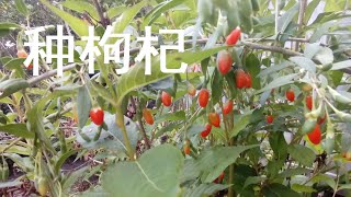 自得其乐 种菜 11. 种枸杞