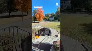 Black bear steals pumpkin from front porch