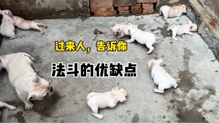 2024年，你知道怎么挑选纯种的法国斗牛犬吗？知道法斗的优缺点吗