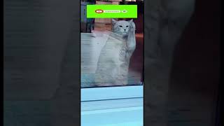 Funny cat | cute cats and dogs reaction animals doing funny things #funnycats #shorts #cats #136