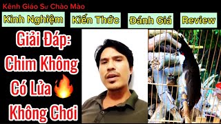 Giải Đáp Chim Không Có Lửa - Lửa Chập Chờn - Không Chơi | Ae Nên Xem Hết Video Này