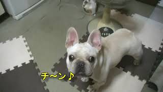 現れては消えるフレンチブルドッグ五郎！French bulldog Goro repeats appearance and disappears!