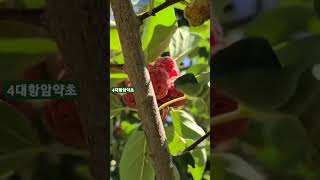 4대항암약초#산림 임업 농업 약초 귀농 #약초방송 #숲체험 #산림치유 #숲해설사 #nature #약초 #약용식물 #쇼츠 #shorts