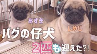 パグの仔犬2匹も迎えた⁈