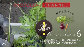 【ビーツとミニキャロット#06】害虫対策